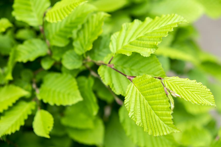 leaf, spring, hazelnut, hazelnut leaf, green, bloom, branch HD wallpaper