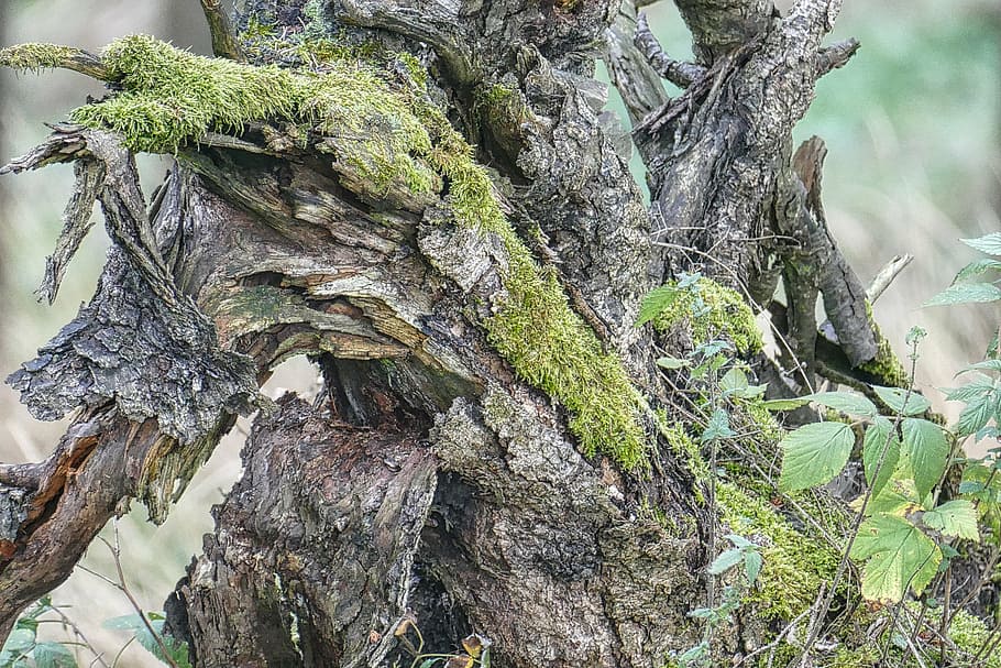 root, moss, nature, macro, green, wood, old, weathered, overgrown HD wallpaper