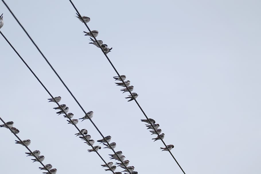 swallows, swarm, power cable, sky, low angle view, clear sky HD wallpaper