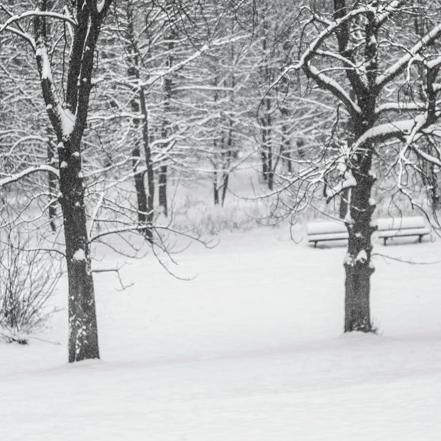 winter, snow, tree, cold temperature, bare tree, plant, branch HD wallpaper