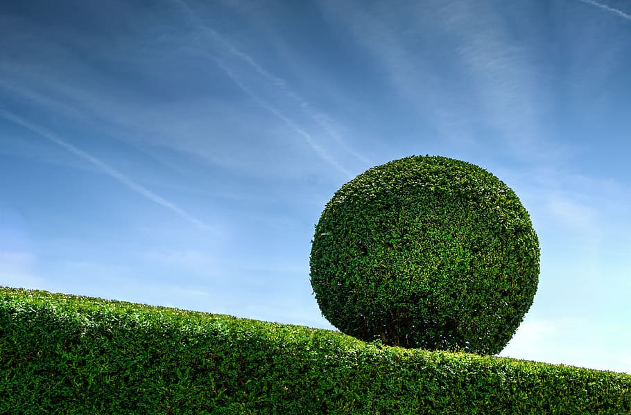 green ball plant on rolling hill at daytime, boxwood, blue, sky