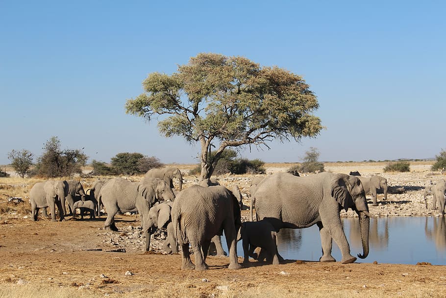 elephants, namibia, wild, nature, animal, animal themes, animals in the wild HD wallpaper