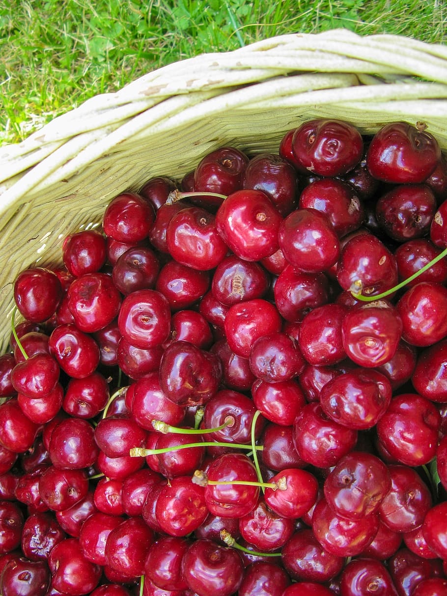 cherry, summer, fruit, succulent, sunshine, vitamin, nature HD wallpaper