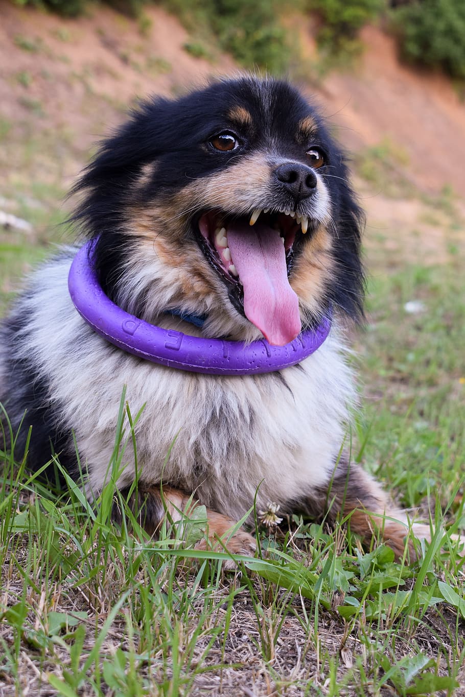puller, dog, nature, pets, animals, man's best friend, view HD wallpaper