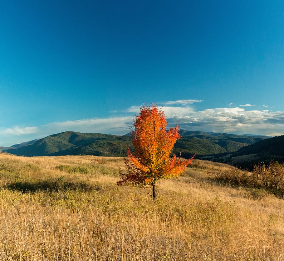 Fall, Grass, Nature, Moss, Green, Colour, long exposure, scenery HD wallpaper