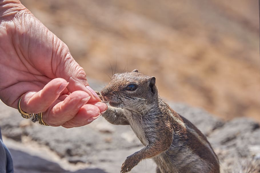chipmunk, feed, eat, hand, nuts, nager, fur, cute, croissant HD wallpaper