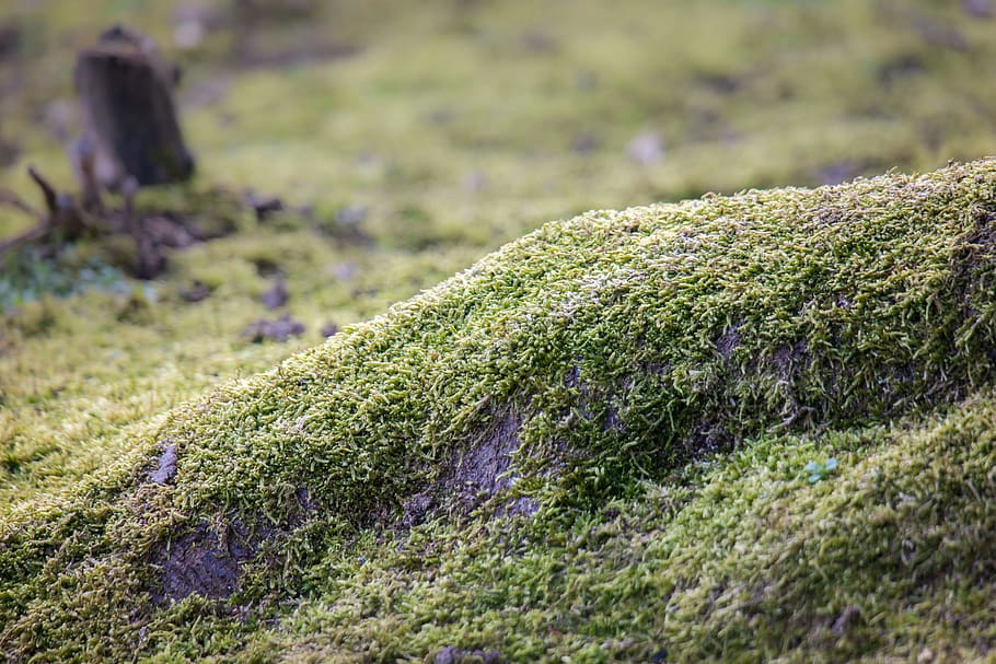 Moss, Tree Root, green, forest, nature, overgrown, root network HD wallpaper