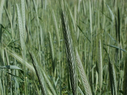 Rye, Field, Cereal, Grain, Agriculture, head, plant, farming HD wallpaper