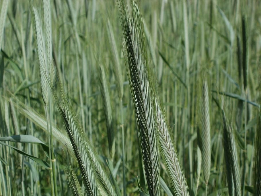 Rye, Field, Cereal, Grain, Agriculture, head, plant, farming HD wallpaper