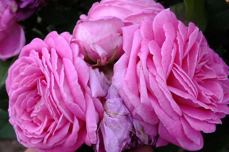 rose, flower, pink, flowering plant, petal, vulnerability, fragility HD wallpaper