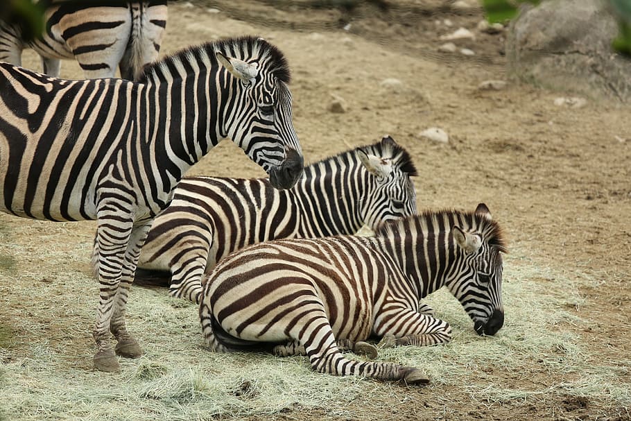 pet, zebra, zoo, group of animals, animal themes, animal wildlife HD wallpaper