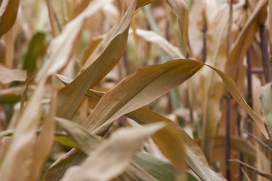corn, yellow, orange, closeup, vetegarianskij, vegetables, autumn HD wallpaper