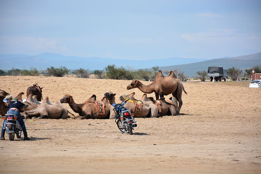 camels, gobi, mongolia, sand, mammal, group of animals, domestic animals HD wallpaper