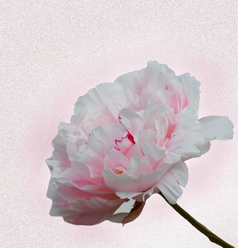 Carnation flower with pink background, peony, blossom, bloom, HD wallpaper