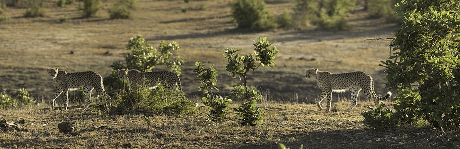 landscape photography of three cheetahs, white and brown cheetah on green fields HD wallpaper