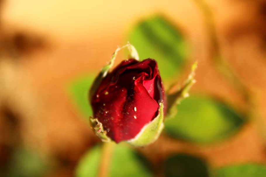 red, rose, bud, garden, spring, summer, park, plant, freshness HD wallpaper