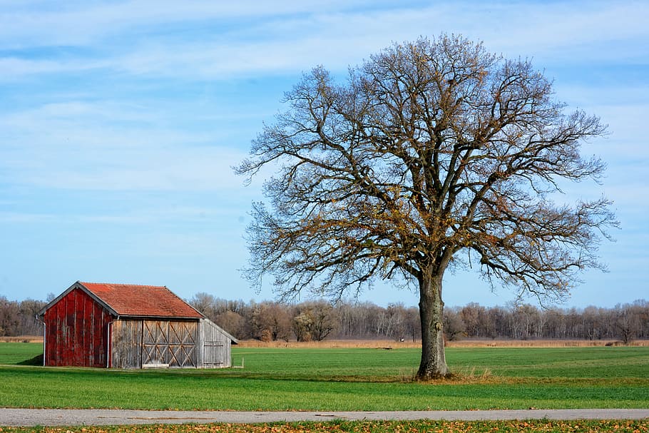 landscape, chiemgau, tree, hut, barn, individually, nature HD wallpaper
