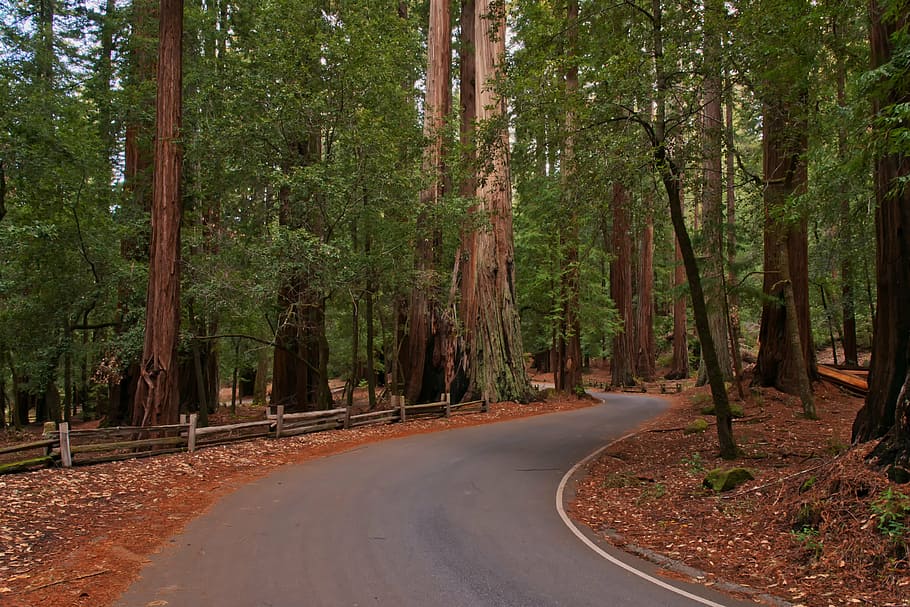 redwoods, forest, trees, road, national park, usa, america, HD wallpaper