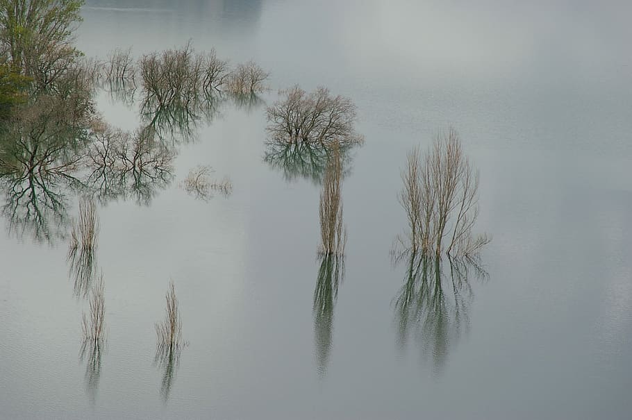 reflection, lake, plant, water, tranquility, tree, beauty in nature HD wallpaper