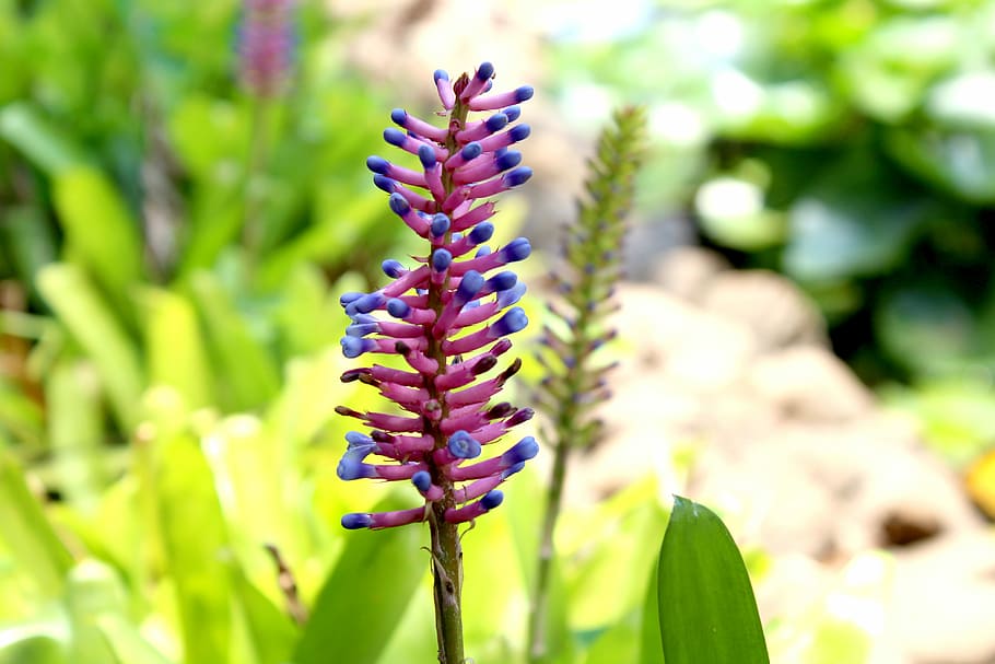 Nature, Flower, Plants, Colors, gardening, purple, beauty in nature HD wallpaper