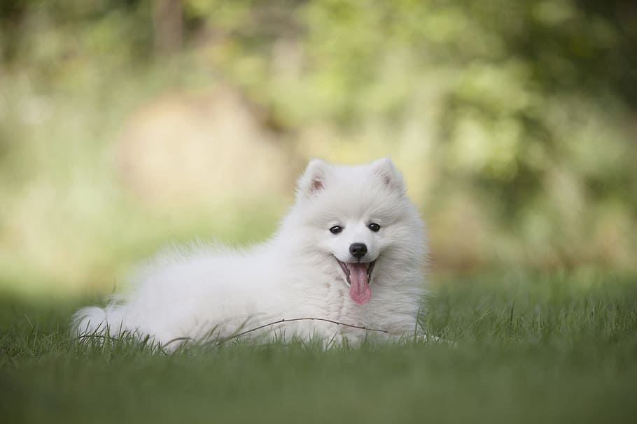 adult small-size short-coated white dog, puppy, dogs, pet, animals, HD wallpaper