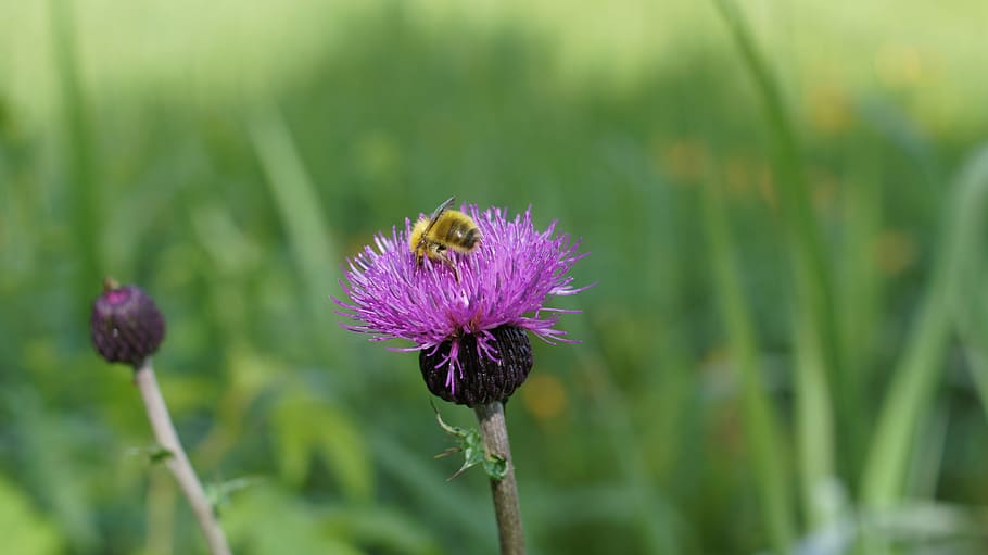 thistle, plateau, flowers, flowering plant, beauty in nature HD wallpaper