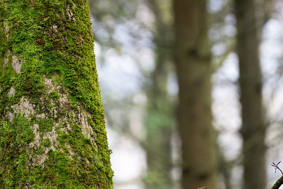 moss, log, rot, old, tree, bemoost, plant, tree trunk, land HD wallpaper