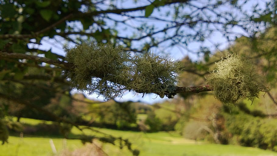fungus, lichen, tree, trees, landscape, spring, nature, leaves HD wallpaper