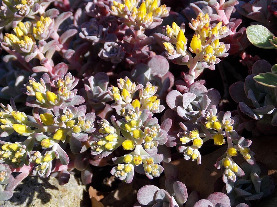 Stone Garden, Garden, Plant, Spring, Close, nature, flower HD wallpaper