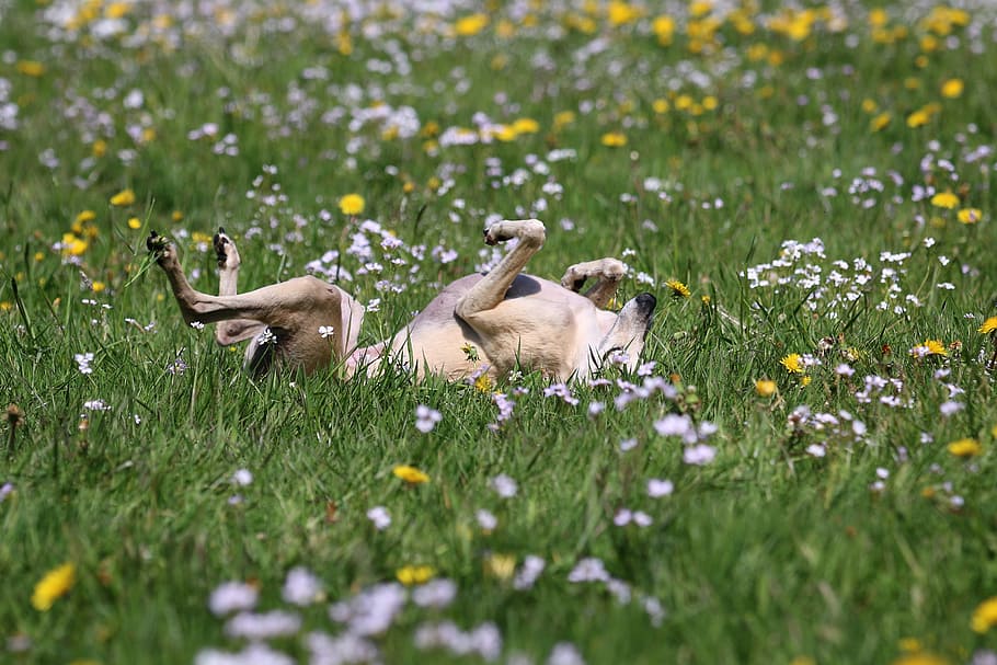 greyhound, galgo, rolling, flower, flowering plant, animal HD wallpaper