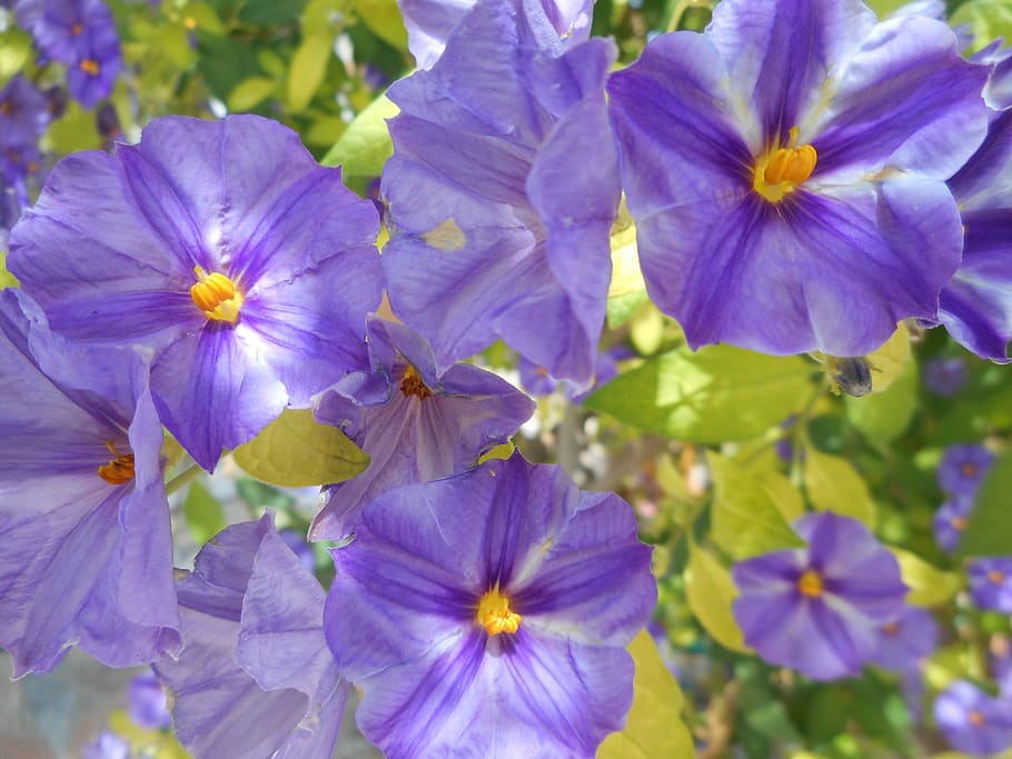 flowers, violets, wild, plants, violet flowers, purple, spring HD wallpaper