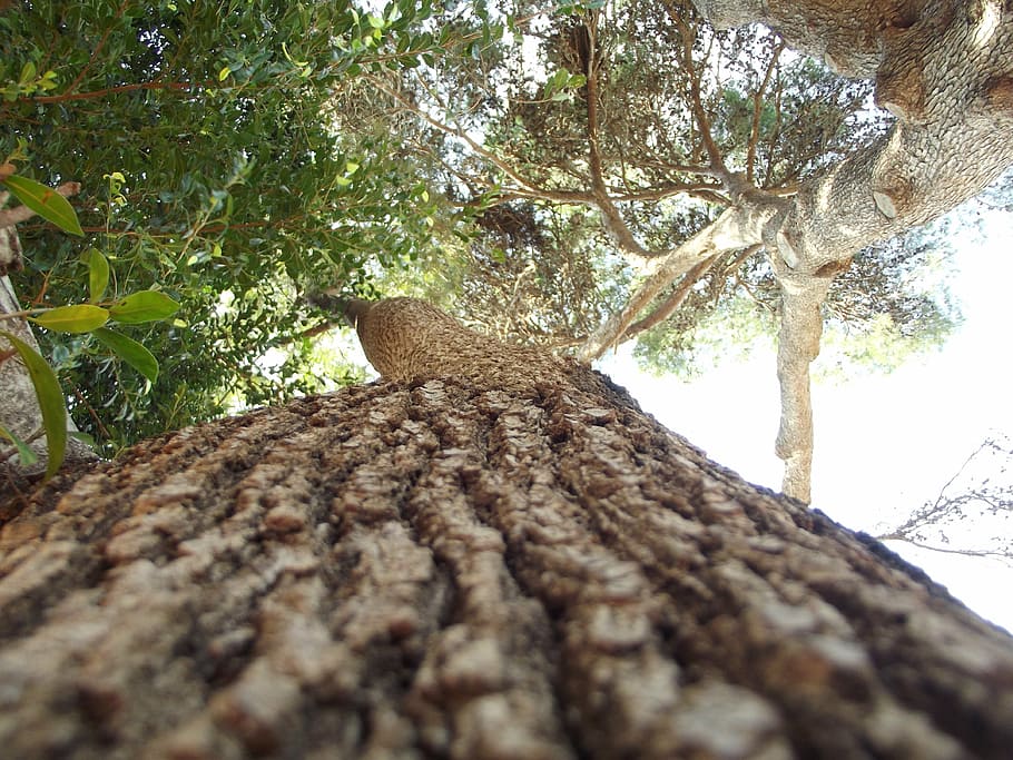 tree, tree bark, forest, wood, nature, plant, tree trunk, animal wildlife HD wallpaper