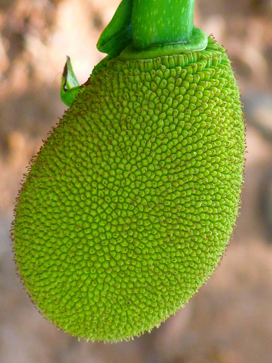 jack, fruit, green, delicious, green color, close-up, focus on foreground HD wallpaper