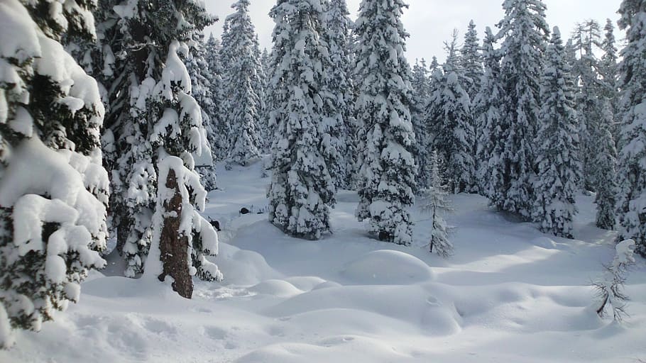 snow, winter forest, mountains, wintry, winter magic, sun, cold temperature HD wallpaper