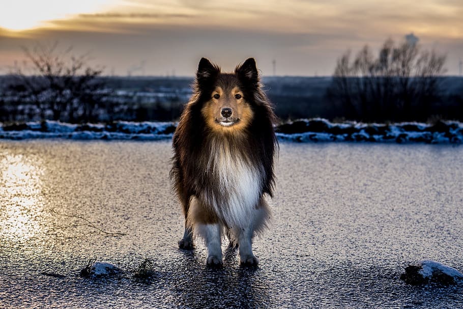 tricolor Shetland sheepdog closeup photography, sheltie, ice HD wallpaper