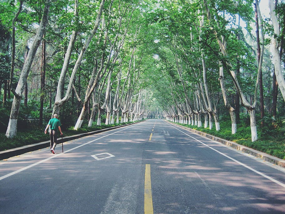 person with walking cane walking on road, man walking on asphalt road beside trees during daytime HD wallpaper