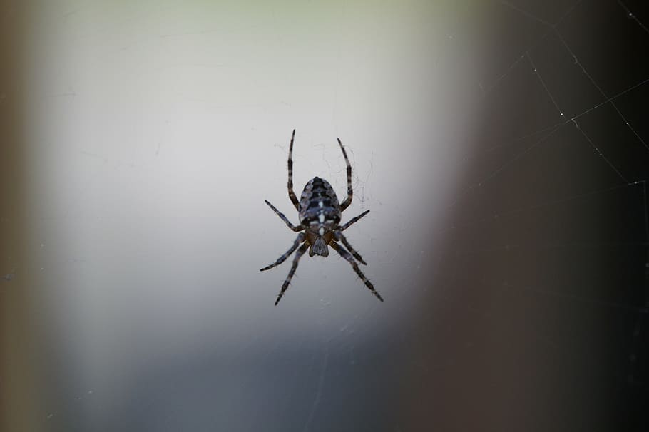 spider, insect, close, arachnid, animal, animal themes, one animal HD wallpaper