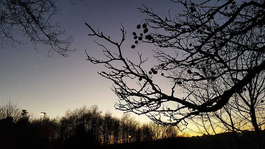 Sunset, Tree, Winter, Landscape, silhouette, sky, evening, sunlight HD wallpaper