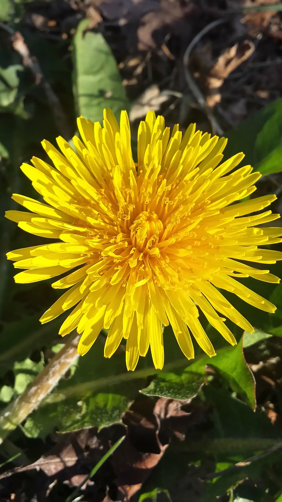 dandelion, flower, spring, summer, yellow, weeds, plant, flowering plant HD wallpaper