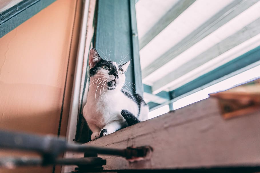 white and black beside window, short-fur white and black cat sitting on blue wooden window panel inside the room HD wallpaper