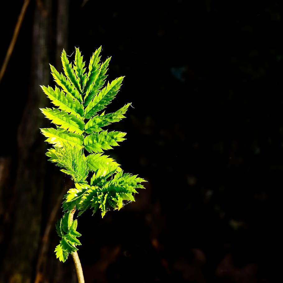leaf, close, nature, green, plant, forest, green leaf, spring HD wallpaper