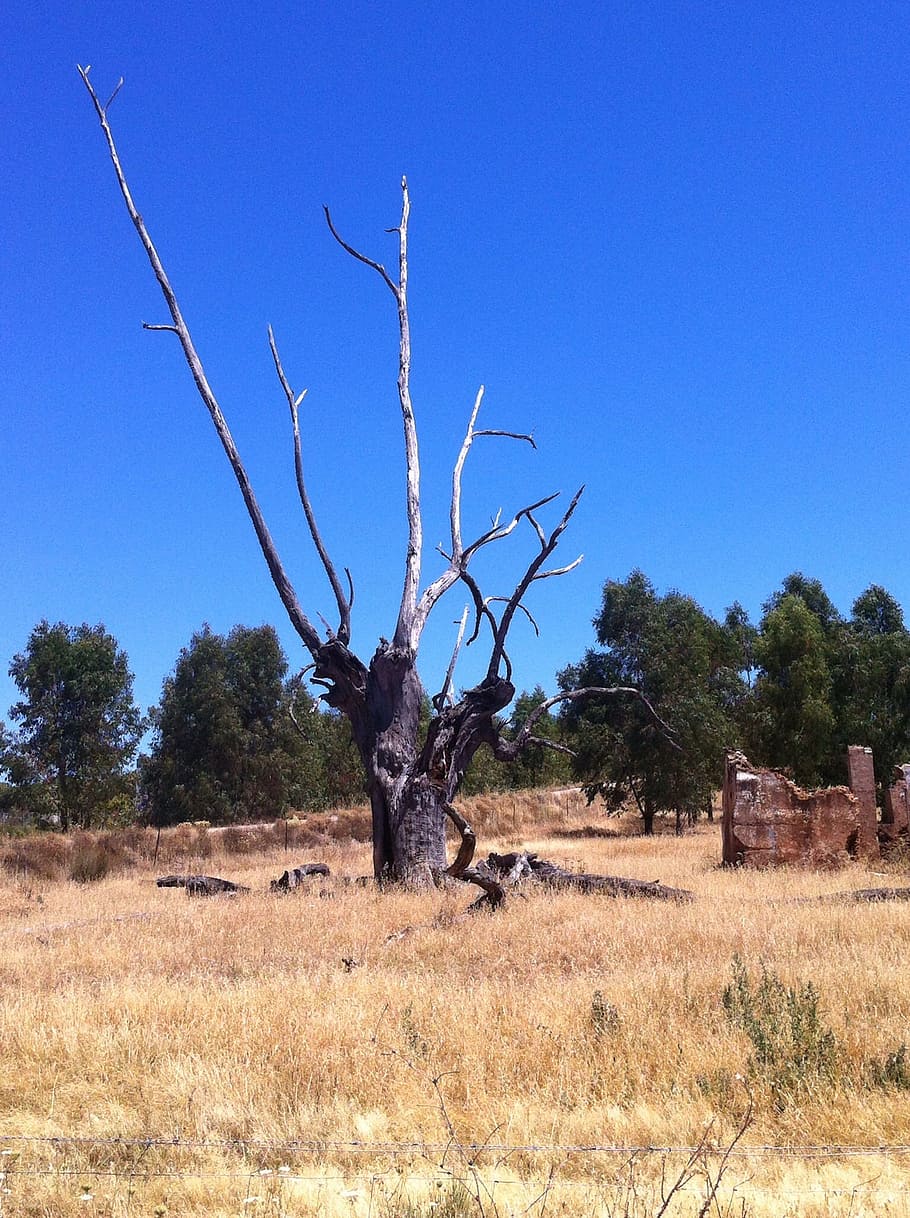 Tree, Landscape, Plants, bare tree, nature, arid climate, sky HD wallpaper
