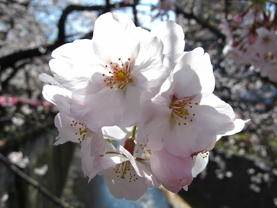 japan, tokyo, sakura, flowering plant, fragility, vulnerability HD wallpaper