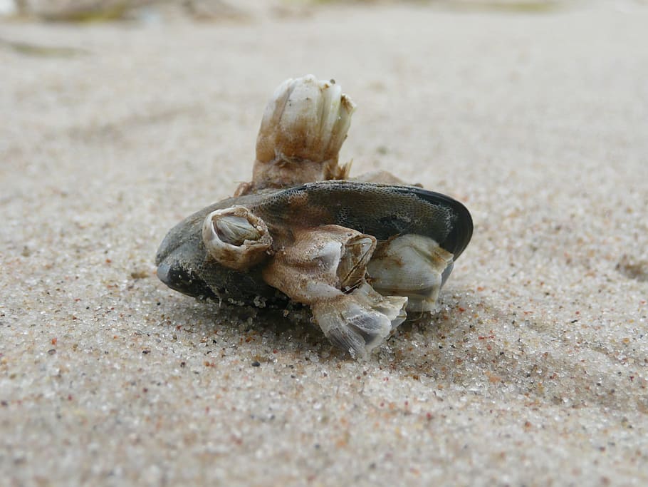 Shell, Sand, Beach, hermit crab, animal themes, one animal HD wallpaper