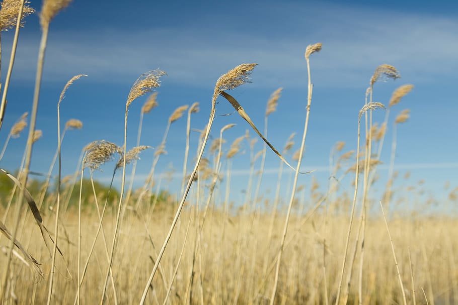 cane, nature, landscape, sky, dry, grass, fields, autumn, plant HD wallpaper