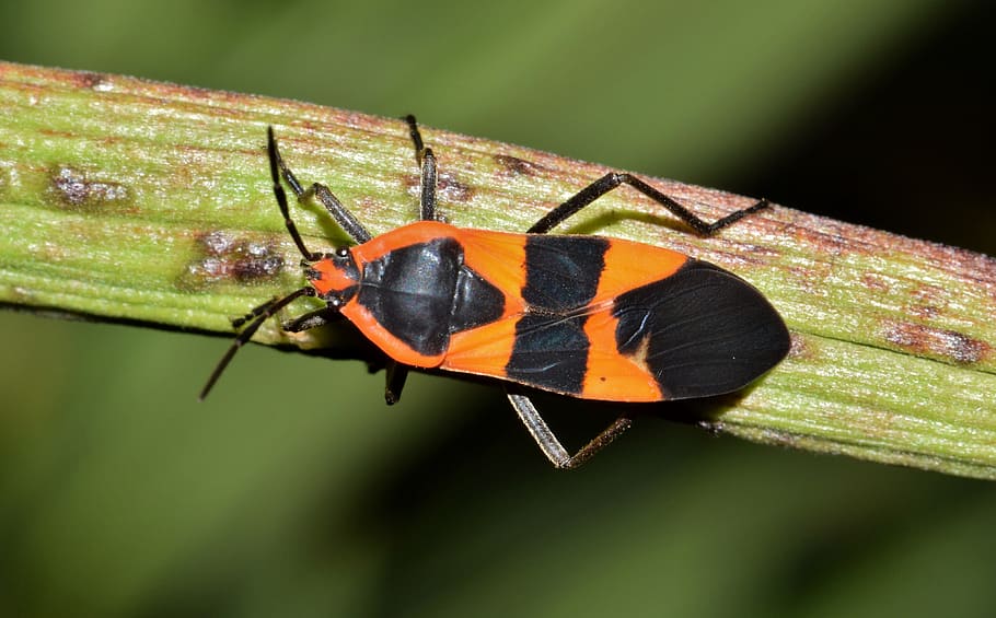Large Milkweed Bug, Insect, black and orange, winged insect, HD wallpaper