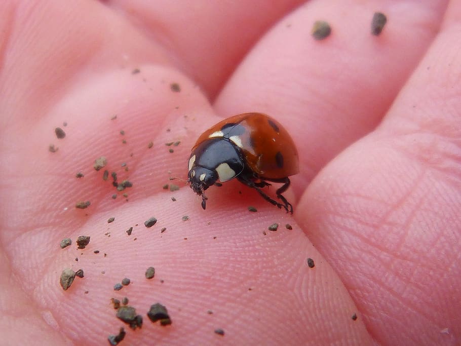ladybug, small, insect, hand, invertebrate, animal wildlife HD wallpaper