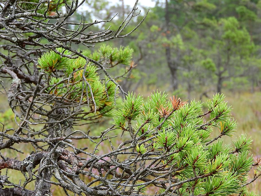 Pine, Blata, Peat-Bog, Winding, False, branches, spooky, nature HD wallpaper