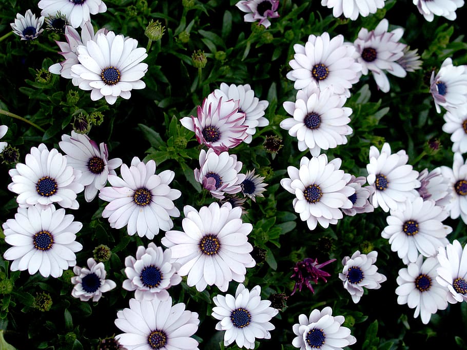 flowers, garden, plant, flower, bloom, blossom, doi inthanon HD wallpaper