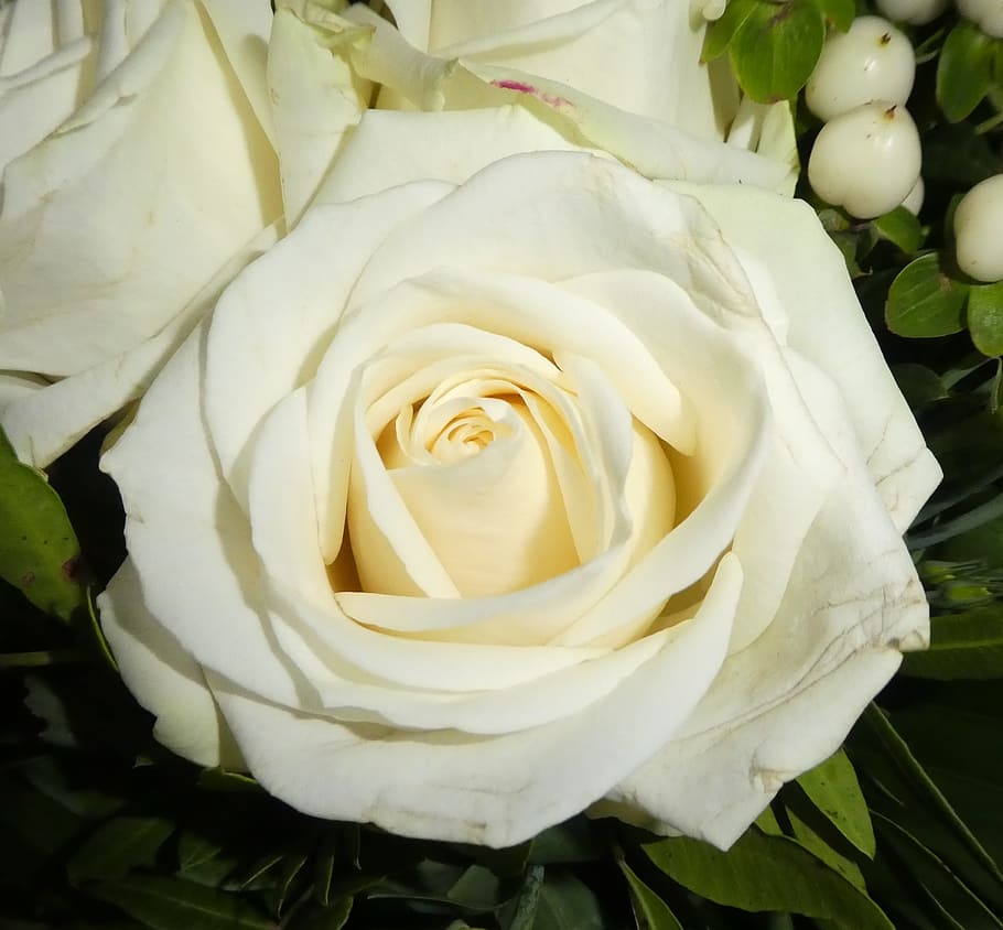 rose, blossom, bloom, wedding, love, white, flower, flowering plant HD wallpaper